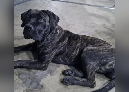 Cane Corso Boerboel