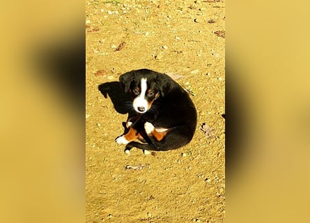 Appenzeller Sennenhund