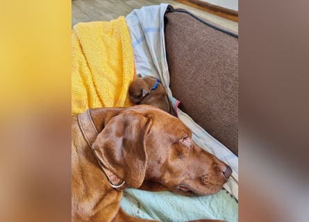 Rhodesian Ridgeback Welpen *livernose* 19./20.Mai2025