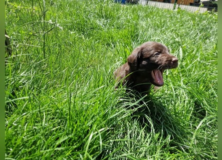 Labradoodle F1 Schokobraun