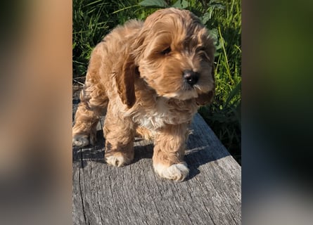 Wunderschöne Cockapoo-Welpen