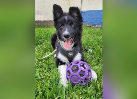 Border collie