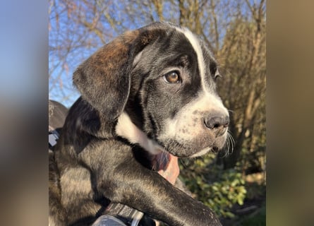 Cane Corso - Dogo Argentino Mischlingswelpe Hündin
