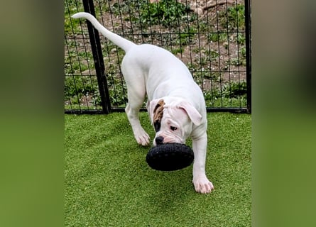 American Bulldog Welpen