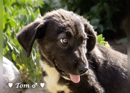 Teddy und seine Geschwister suchen ab September ein Zuhause