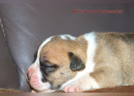 Continental Bulldogs vom Zwieseltal