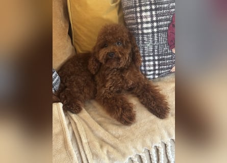 Pudel sehr kleine Pudel Asiatische Linie  Schosshund