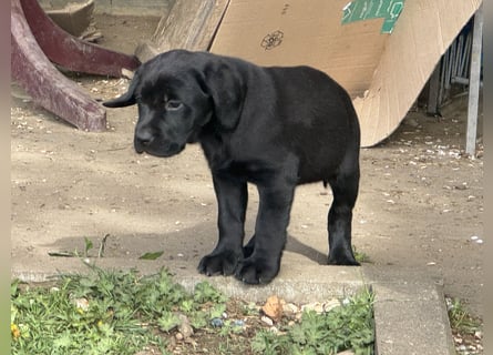 Nur 2 Labrador Weibchen mit Ahnenpass 2 Rüden & 6 Weibchen in Schwarz