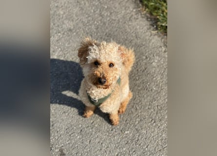 Cavapoo Welpen