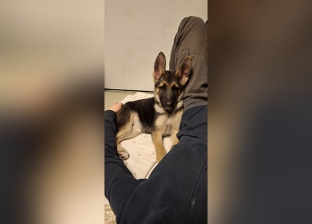 reinrassige Schäferhundwelpen (weiblich)