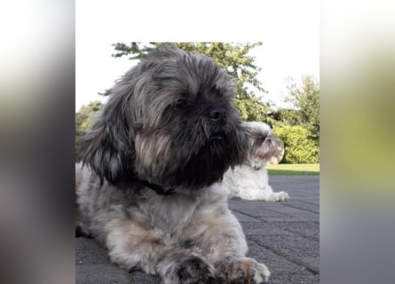 Maltipoo Mischlingswelpen Allergikergeeignet und kleinbleibend suchen neue Familien