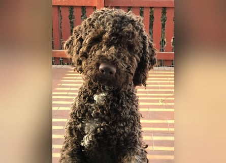 Lagotto Romagnolo / Wasserhund/ Trüffel Suchhund