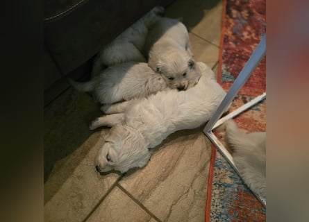 Golden Retriever Welpen suchen .....