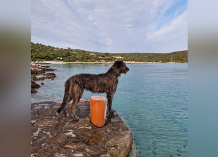 Irische Wolfshunde/ Irish Wolfhound Welpen