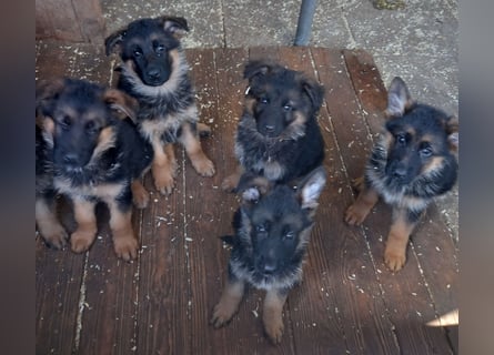 Schäferhund-Welpen 1 Rüde, 8 Hündinnen zu verkaufen