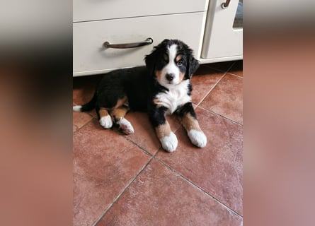 Berner Sennen Welpen