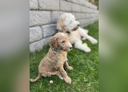 Goldendoodle F1b Welpen F1bb -apricot hell dunkel