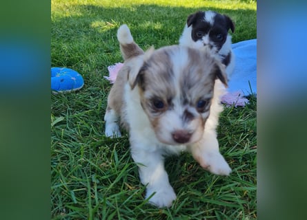 Bezaubernde Welpen aus Bolonka Zwetna und Pomeranian (Zwergspitz)