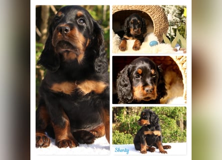 Verschmuste Gordon Setter aus familiärer Liebhaberzucht zu vermitteln