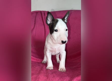 Miniatur Bullterrier Idefix