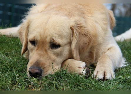 Golden Retriever Deckrüde mit FCI-Ahnentafel