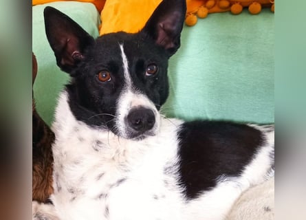 Oreo wartet in der Nähe von München