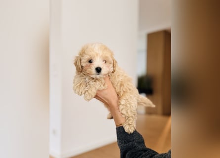 Maltipoo Pudel Malteser