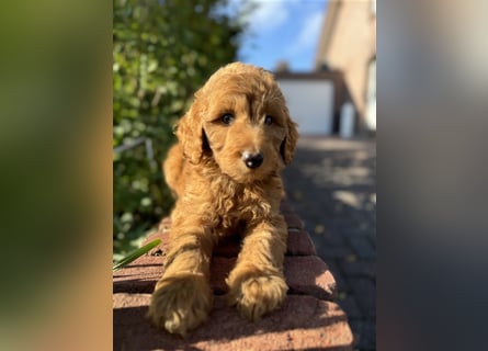 GoldenDoodle Welpen 