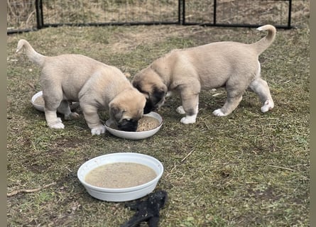 Kangal-Welpen suchen liebevolles Zuhause