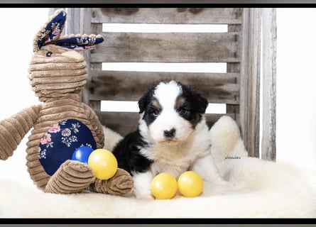 Traumhafte Australian Shepherd Welpen