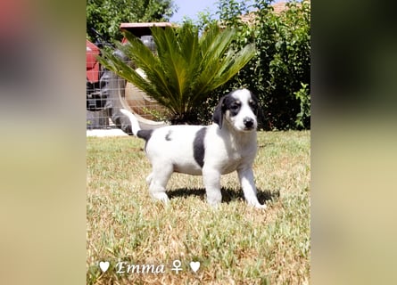 Eckie, Emma, Enya und Erin suchen ihre Familien ab Oktober