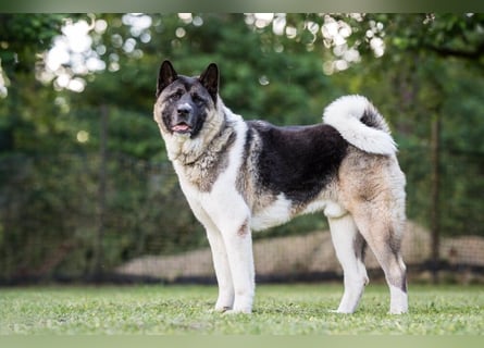 Kendo - ruhiger, ausgeglichener Familienhund - Tierhilfe Franken e.V.