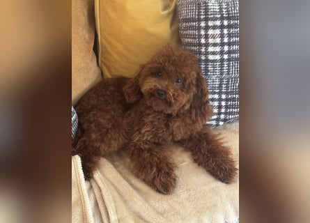 Pudel sehr kleine Pudel Asiatische Linie  Schosshund