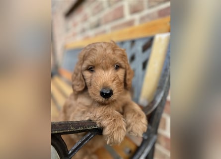 GoldenDoodle Welpen 