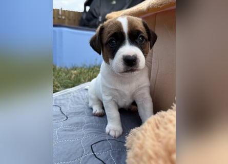 Jack Russel Terrier Welpen mit Stammbaum
