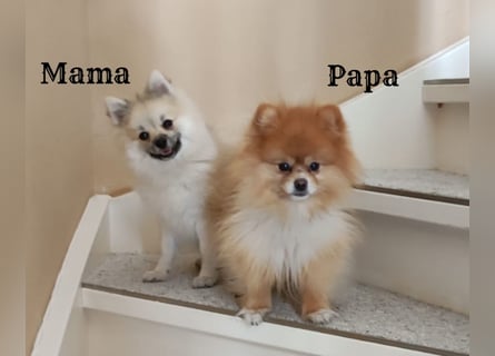 zuckersüße Pomeranianwelpe