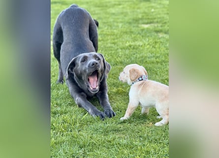 Labrador Welpen Arbeitslinie Silber Weiß Rüde Hündin Düsseldorf