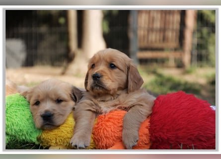 Golden Retriever Welpen vom Thüringer Wald