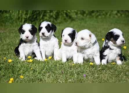 traumhaft hübscher Tibet Terrier Welpen aus erfahrender Zucht  sind geboren dürfen im Juni ausziehen