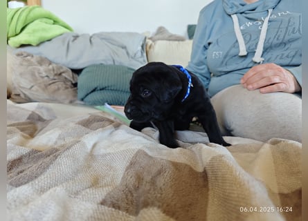 Welpe männlich dunkelblaues Halsband