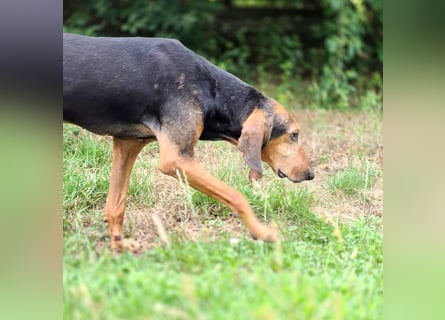 Rocco  - dringend - ein Überlebenskünstler sucht ein neues Zuhause
