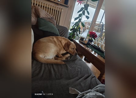 Labradorwelpen suchen bestes Zuhause