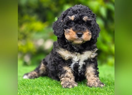 Cavapoo welpen
