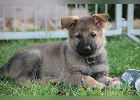 Schäferhund Welpen mit VDH Ahnentafel