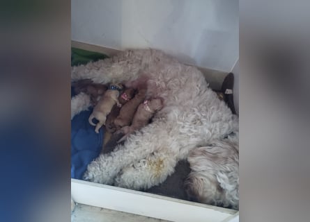 Wunderschöne Labradoodle Welpen