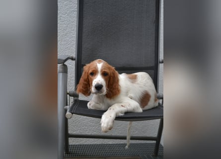 Alard – Irish Red and White Setter Rüde mit Power & Charme