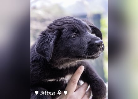 Vier wunderschöne Schäferhundmischlinge suchen ein Zuhause