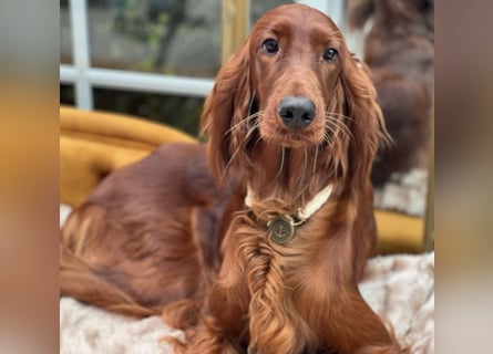 Irish Setter Welpen mit Papieren