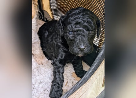 Toypudel Zwergpudel Welpen, garantiert tolle Welpen ab Juni 25