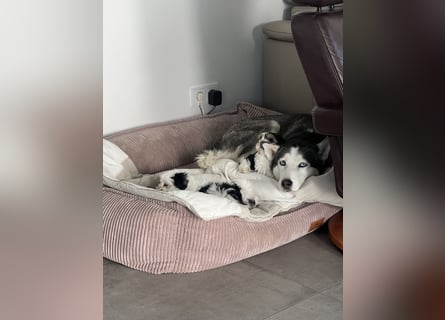 2 zuckersüße Maltipoo Welpen - Rüde und Hündin